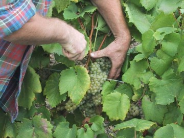 Domaine de la Grange Hardy