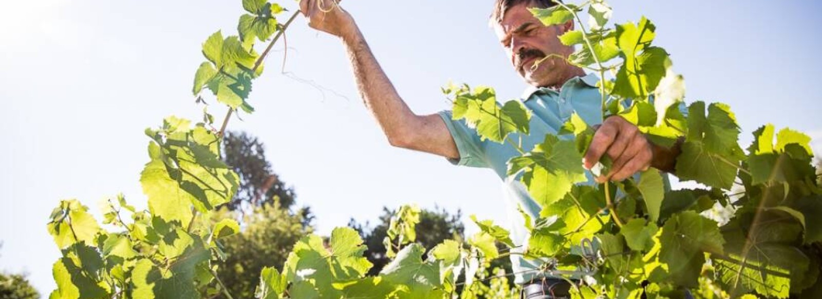 Visite guidee de la vigne au verre - Domaine Landron Chartier