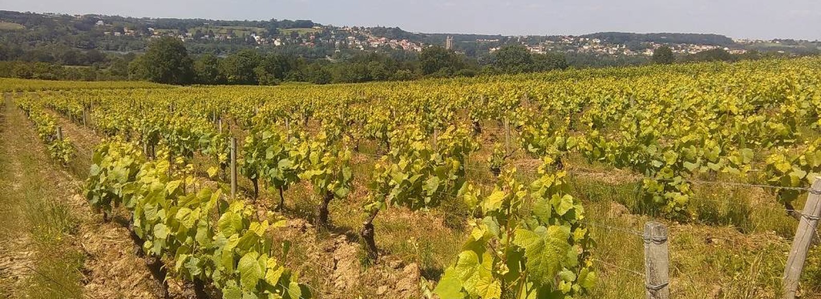 ROMAIN MOREAU VITICULTEUR