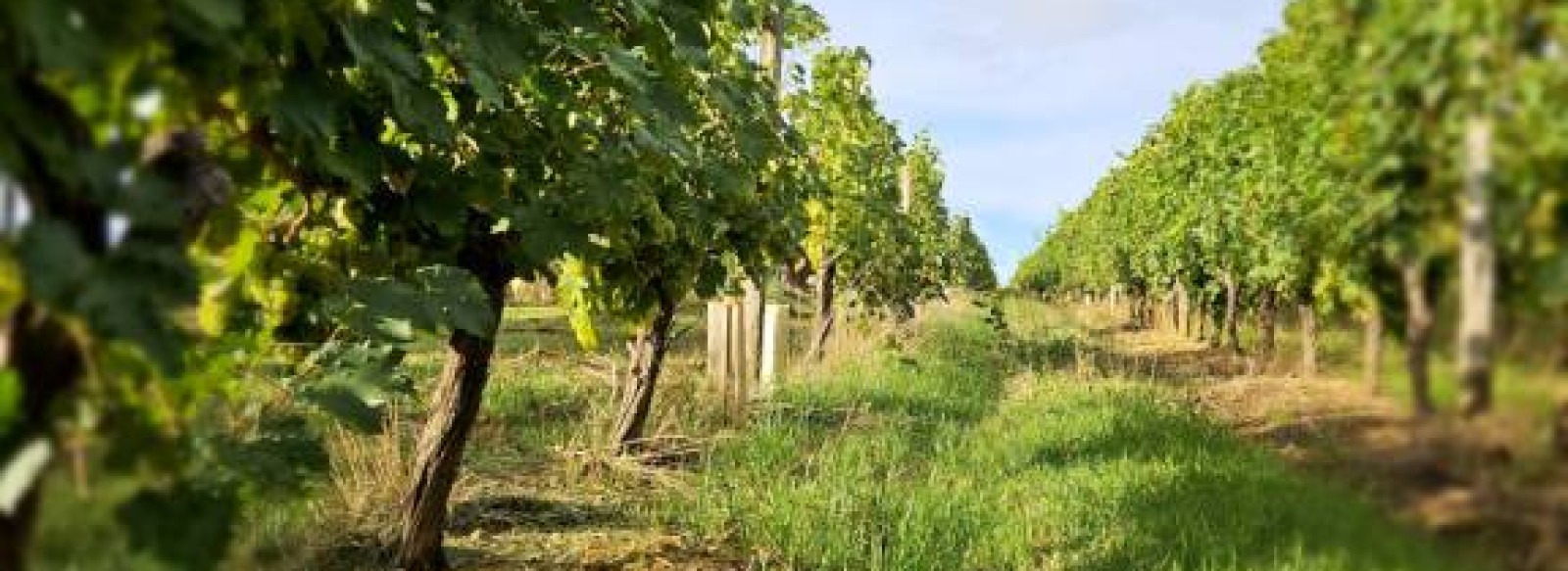 Domaine du Clos de l'Abbaye