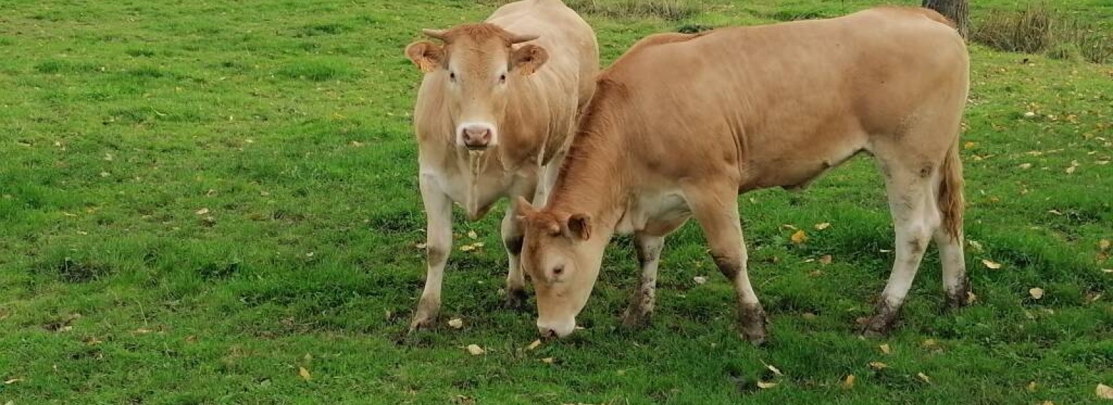 VIANDE BOVINE, L'AIRE DU BOIS