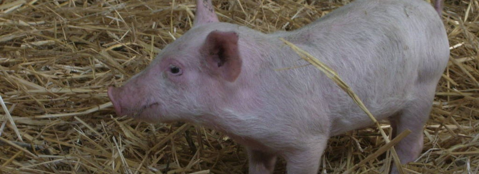 Vente de viande la Verdochere