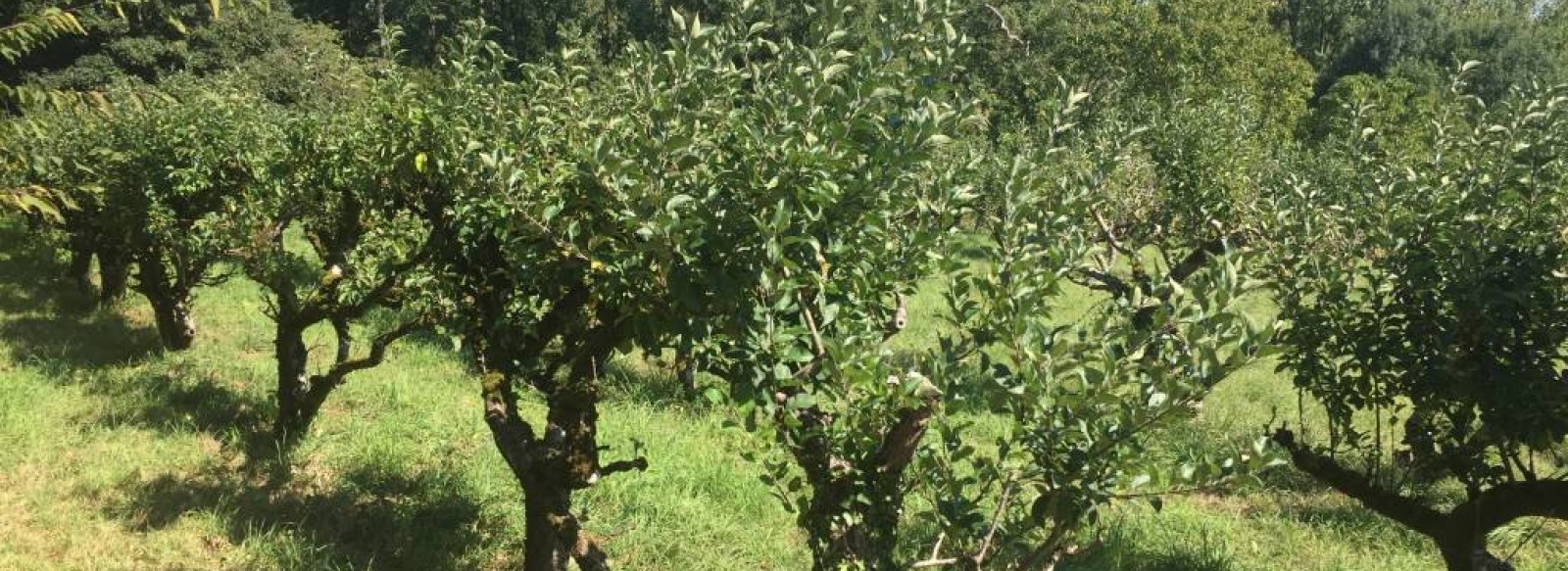 MANODELYS: CUEILLETTE DE FRUITS ROUGES