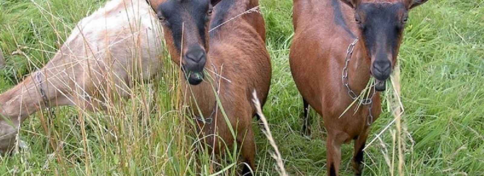 Chevrerie Ory Ferme de la Picotiere