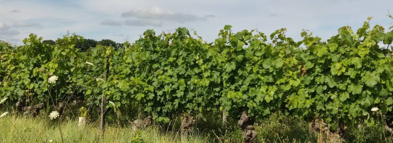 Domaine Bruno Dubois