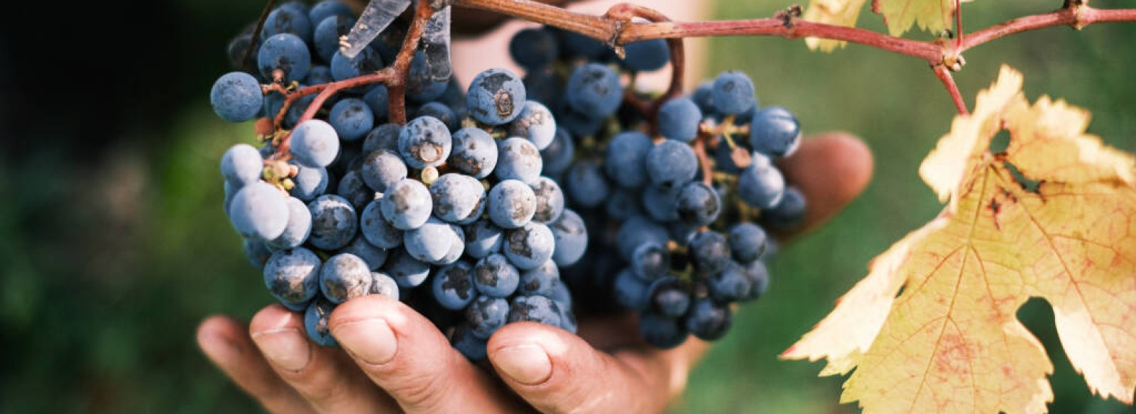 Fabien Duveau, vigneron