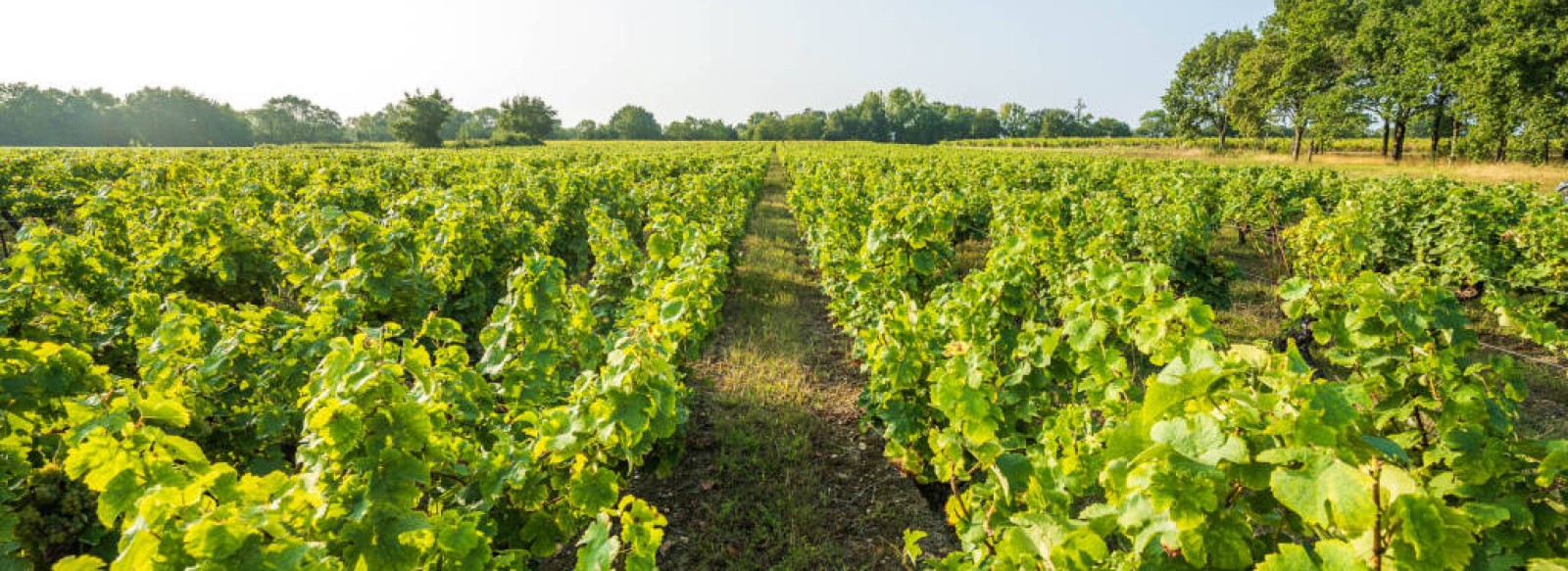 CIRCUIT LES VIGNES