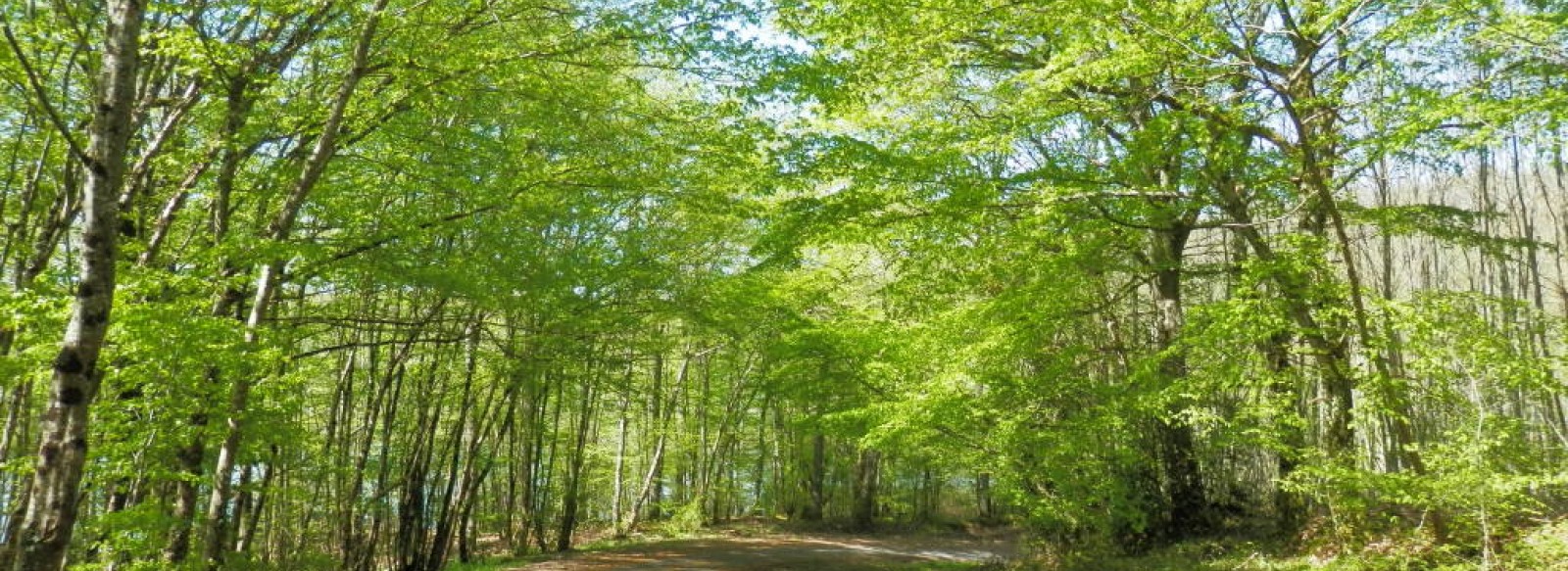 SENTIER DE RANDONNEE JULES DESBOIS A PARCAY LES PINS