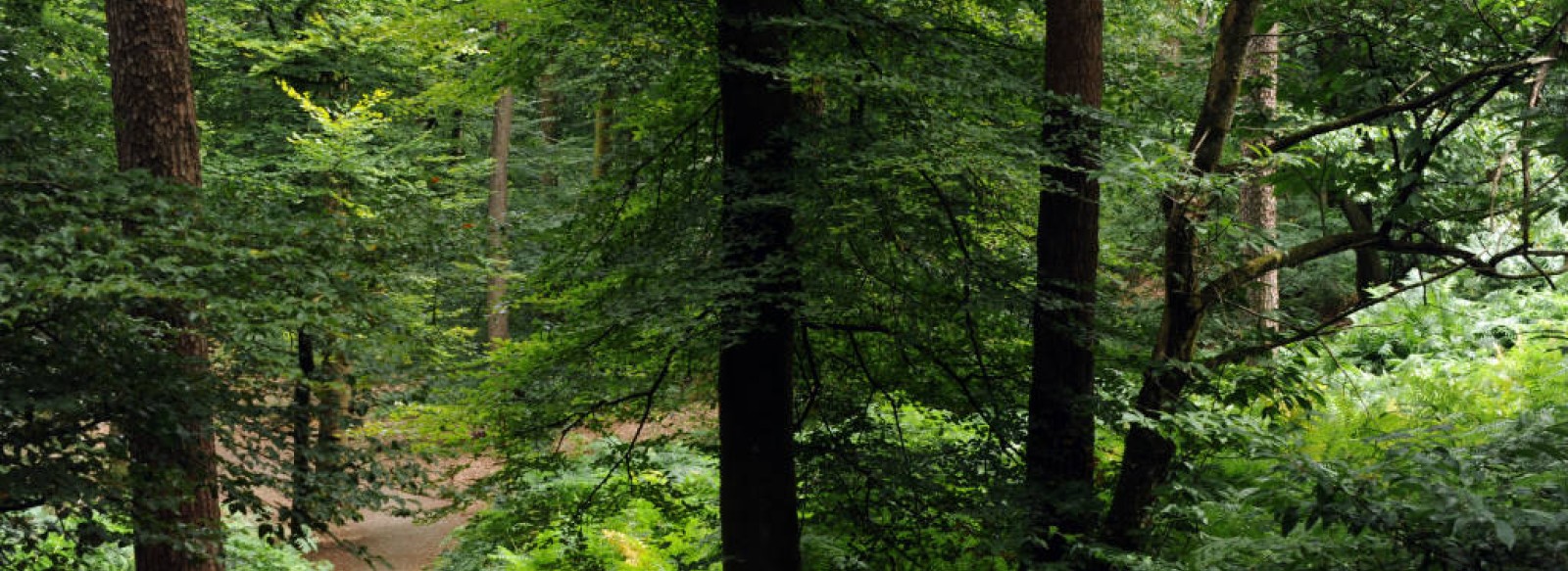 CIRCUIT VTT N4 - ROUGE - DEPART DE MAMERS