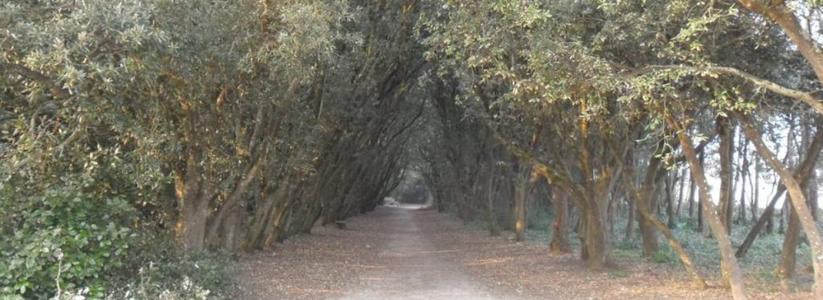 Les landes du Gouverneur