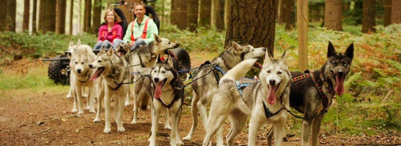 Sled Dog Ride