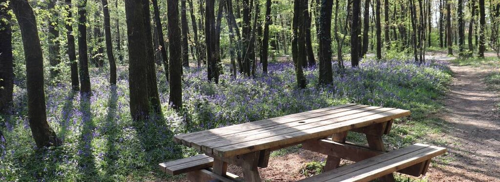 AIRE DE PIQUE NIQUE DANS LE BOIS DE DARD