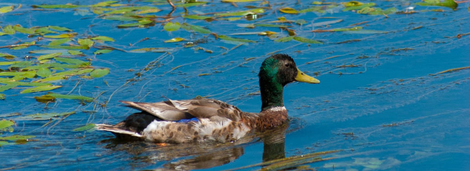 Le lac des oiseaux