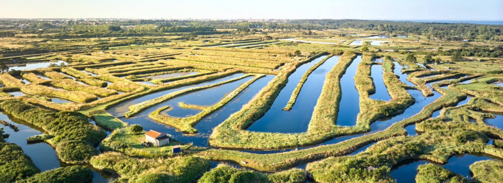 Les marais de l'Ile d'Olonne